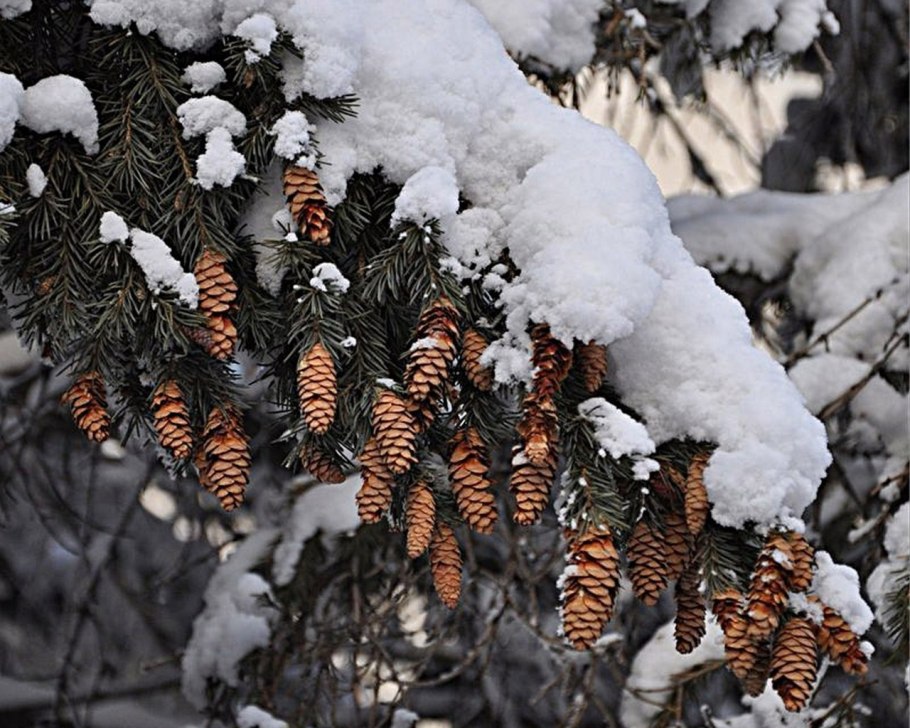 Заснеженные шишки