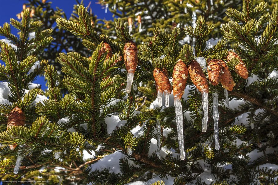 Зимняя ель с шишками