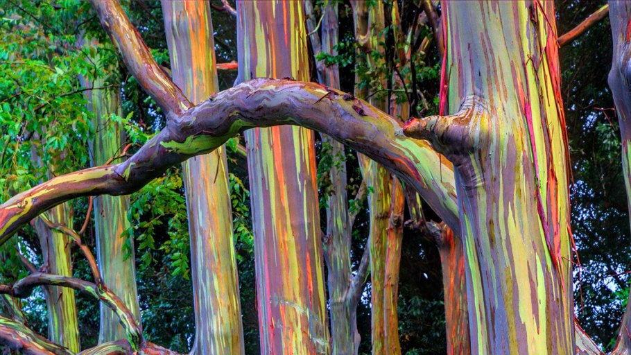 Eucalyptus deglupta или эвкалипт Радужный