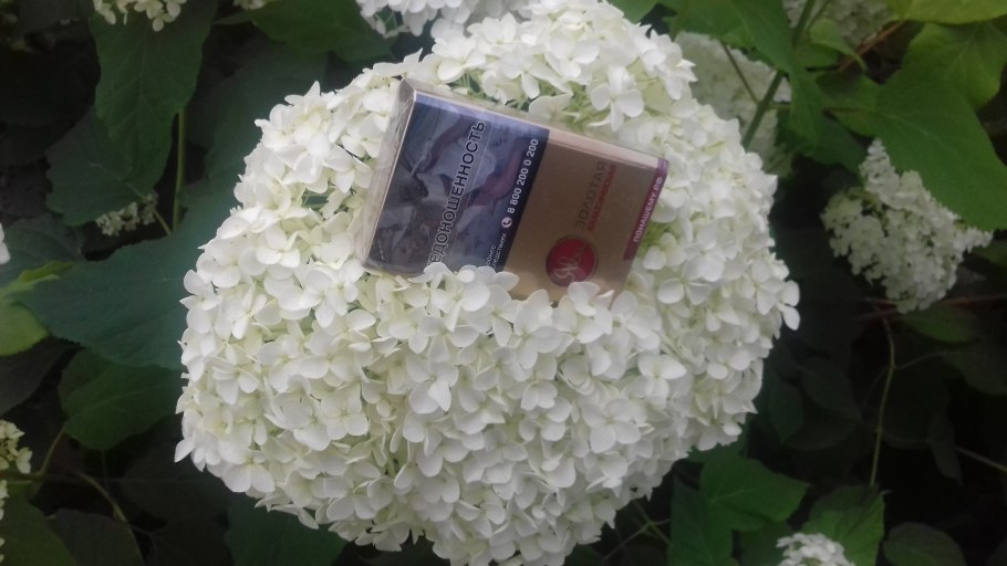 Гортензия Анабель Инкредибл