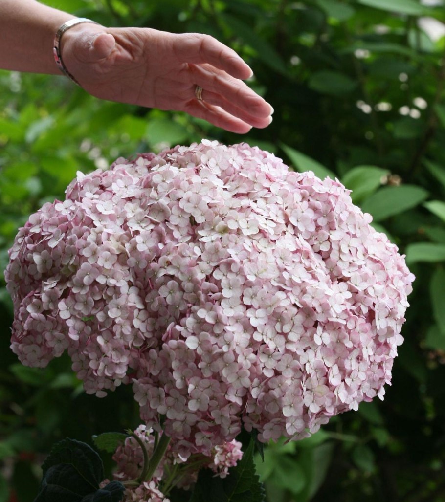 Гортензия Анабель метельчатая