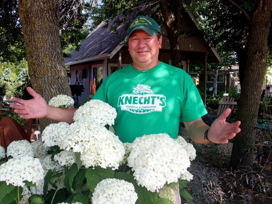 Стронг Аннабель гортензия
