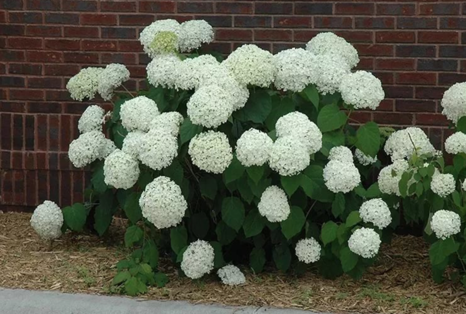 Гортензия древовидная Annabelle