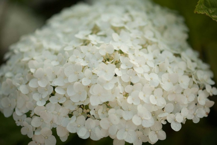 Гортензия древовидная Annabelle