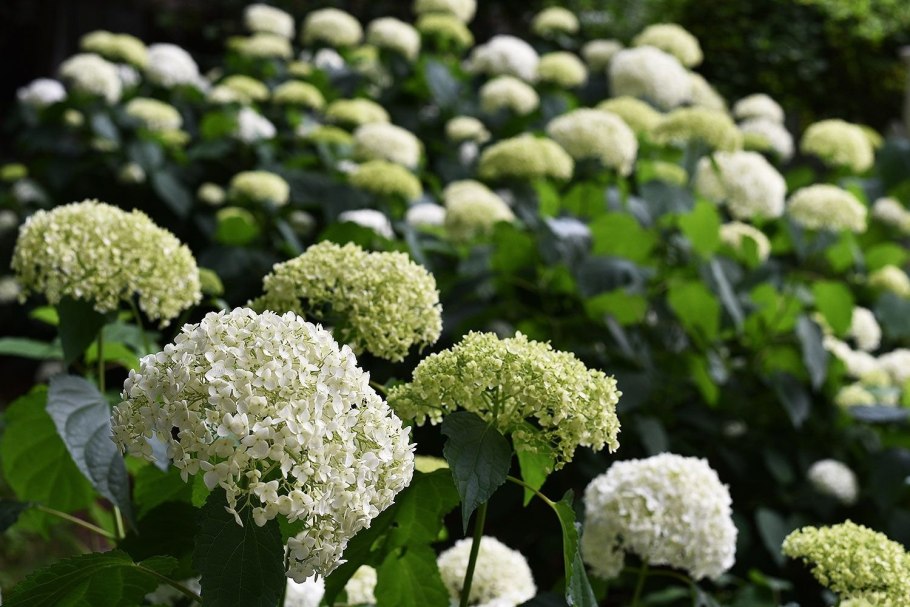 Гортензия древовидная Incrediball