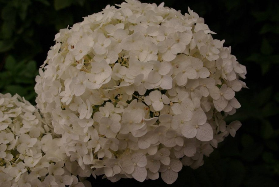 Гортензия Анабель Инкредибл