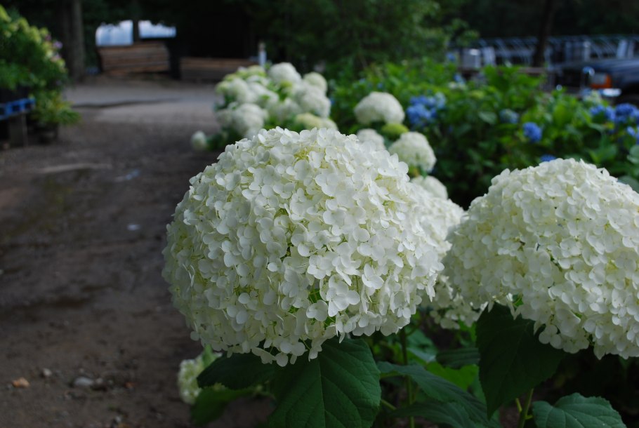 Гортензия Инкредибл древовидная