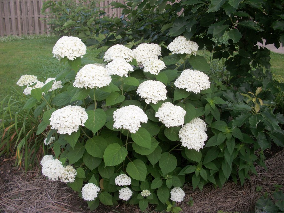 Гортензия Стронг Анабель