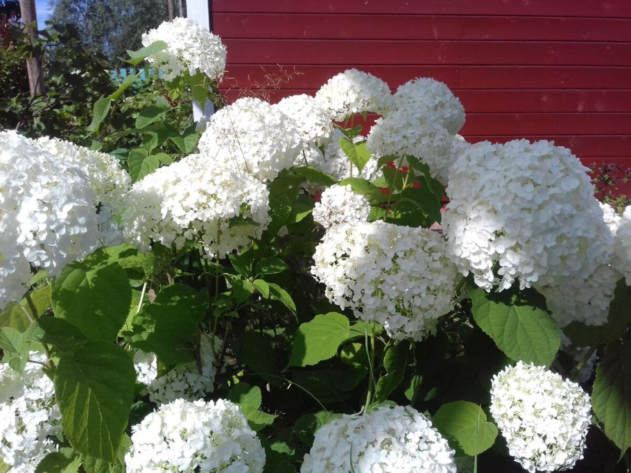 Гортензия древовидная "Инкрэдибл"