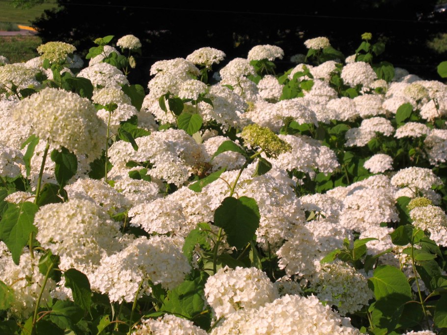 Hydrangea arborescens ‘Incrediball’