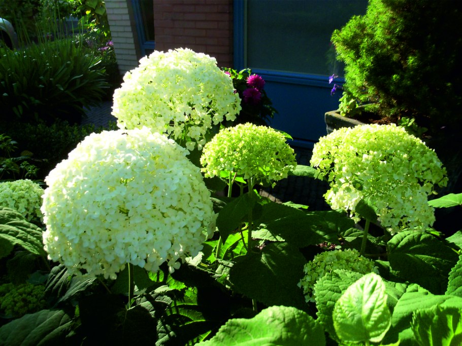 Гортензия кендибелль