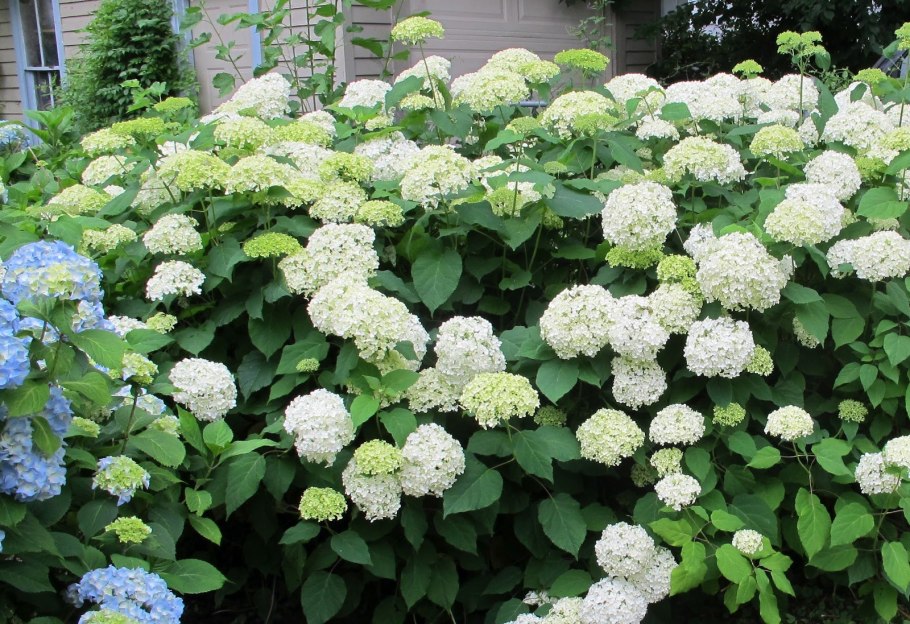 Гортензия крупнолистная "Блу Вейв"