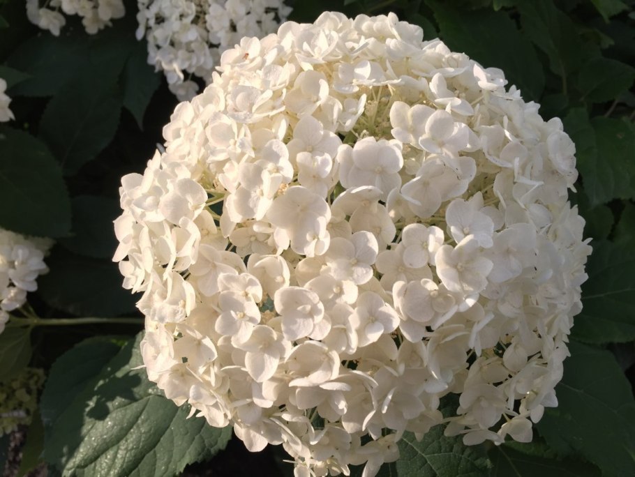 Гортензия Белла Рагацца