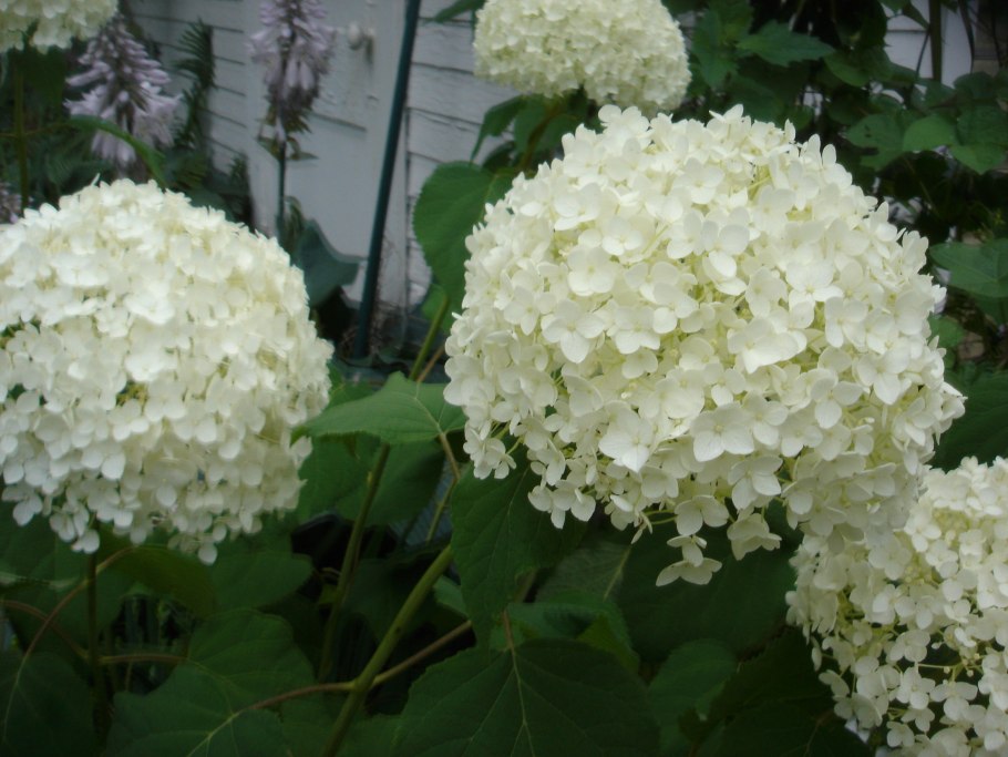 Гортензия Инкредибл древовидная