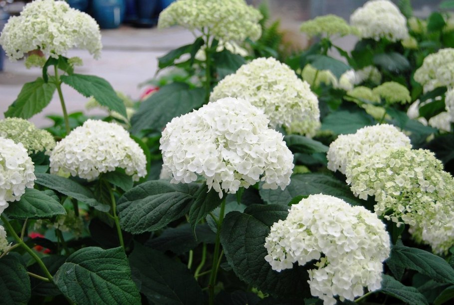 Гортензия Анабель Инкредибл