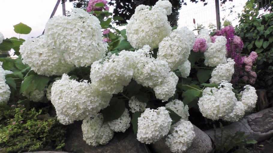 Гортензия Анабель