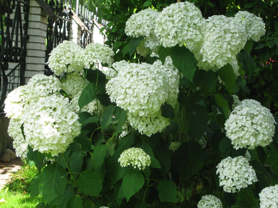 Гортензия Инкредибл древовидная