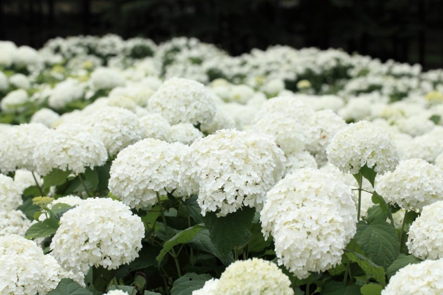 Гортензия древовидная кендибелль