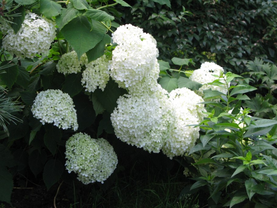 Гортензия Инкредибол Стронг Аннабель