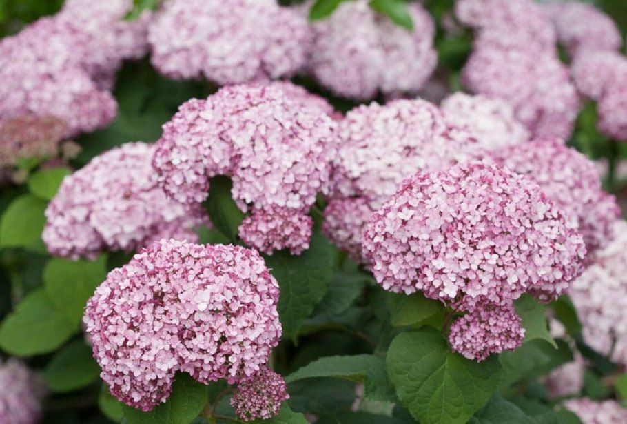 Гортензия древовидная СТЕРЕОИМ