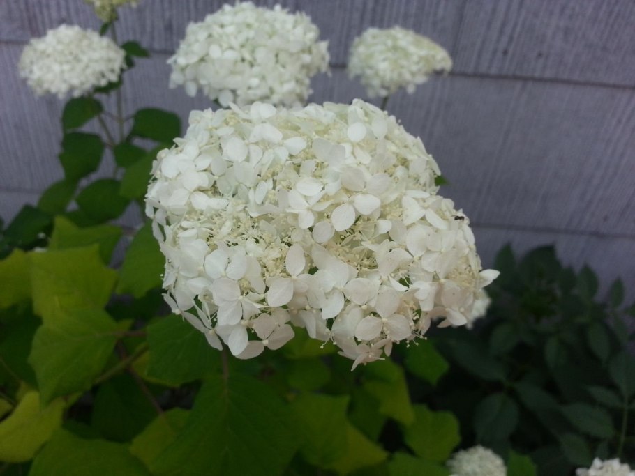 Стронг Аннабель гортензия