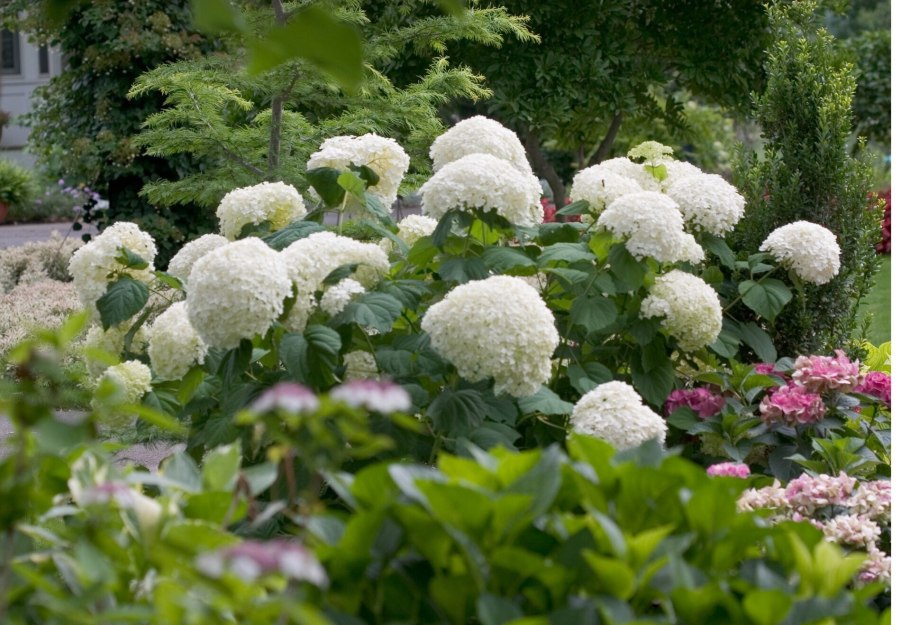 Гортензия Стронг Анабель