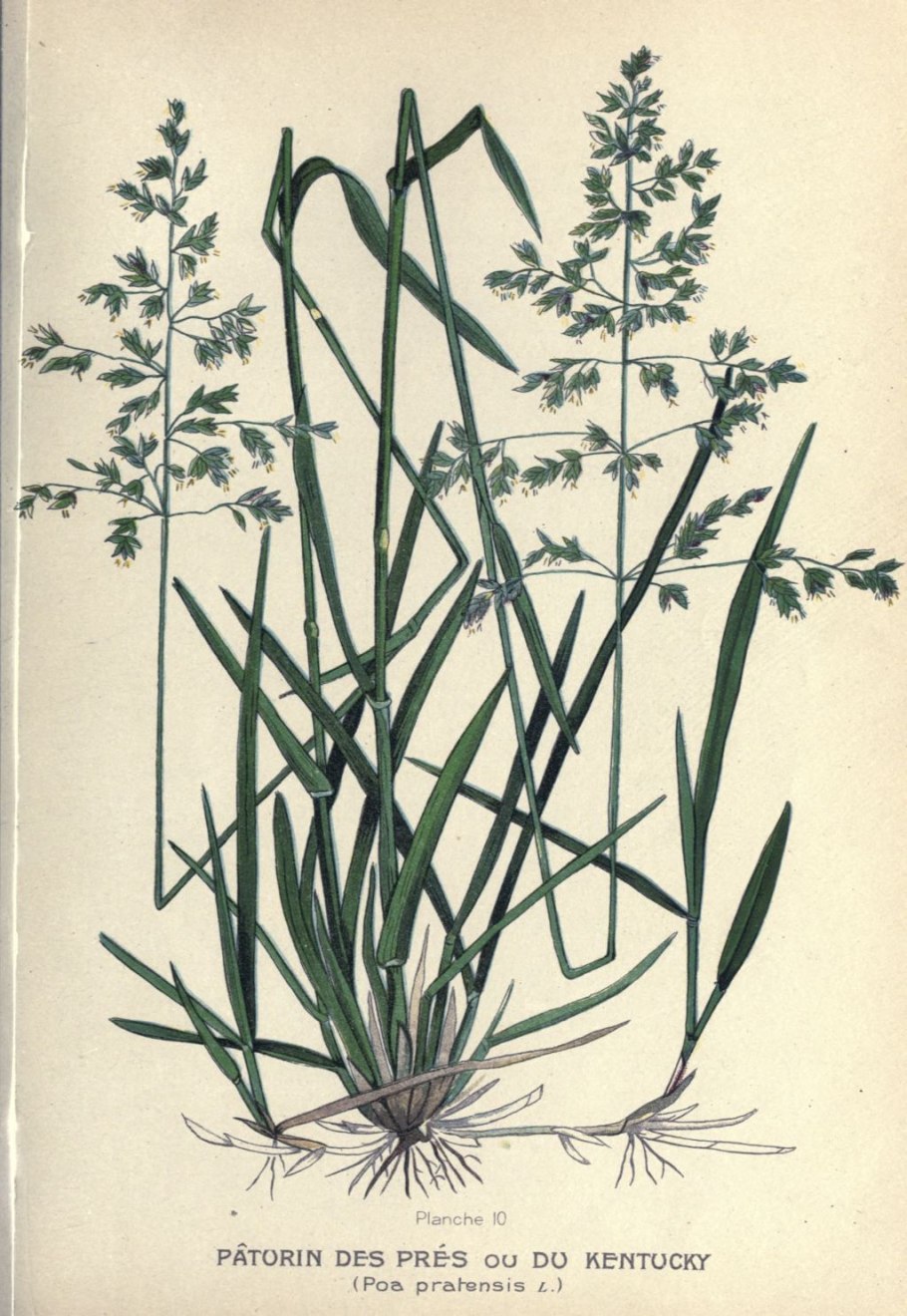 Злаковое разнотравье