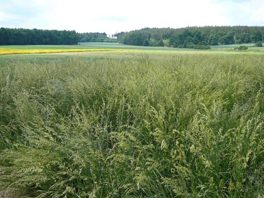 Ежа сборная и мятлик Луговой