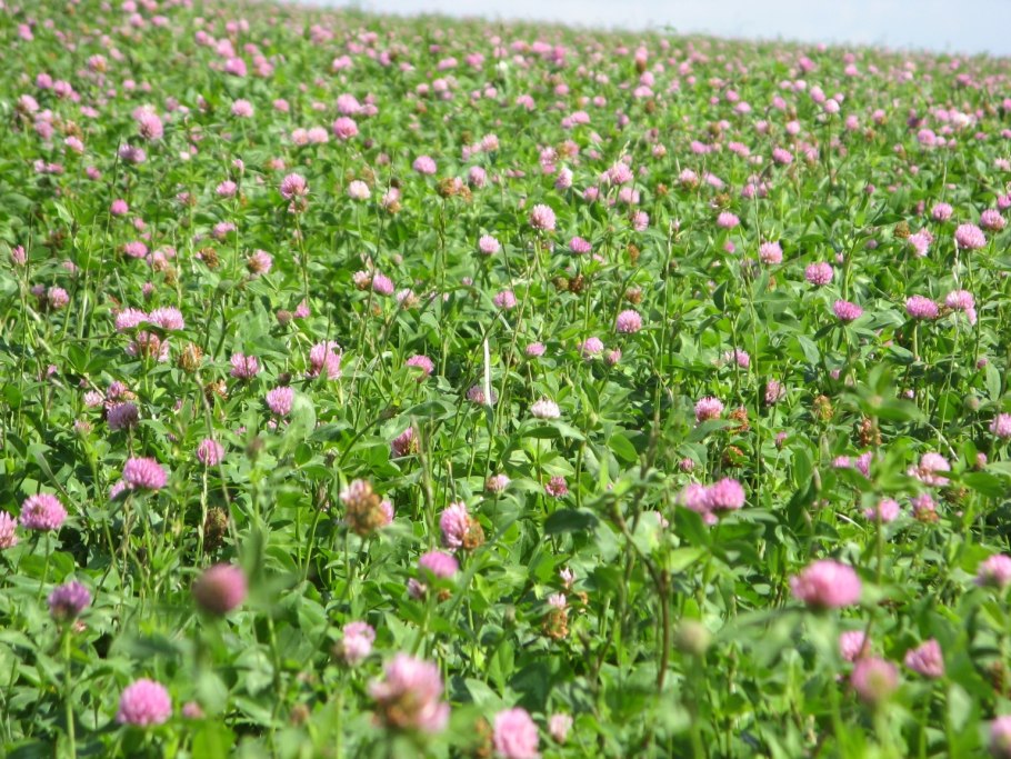 Трава кормовая овсяница