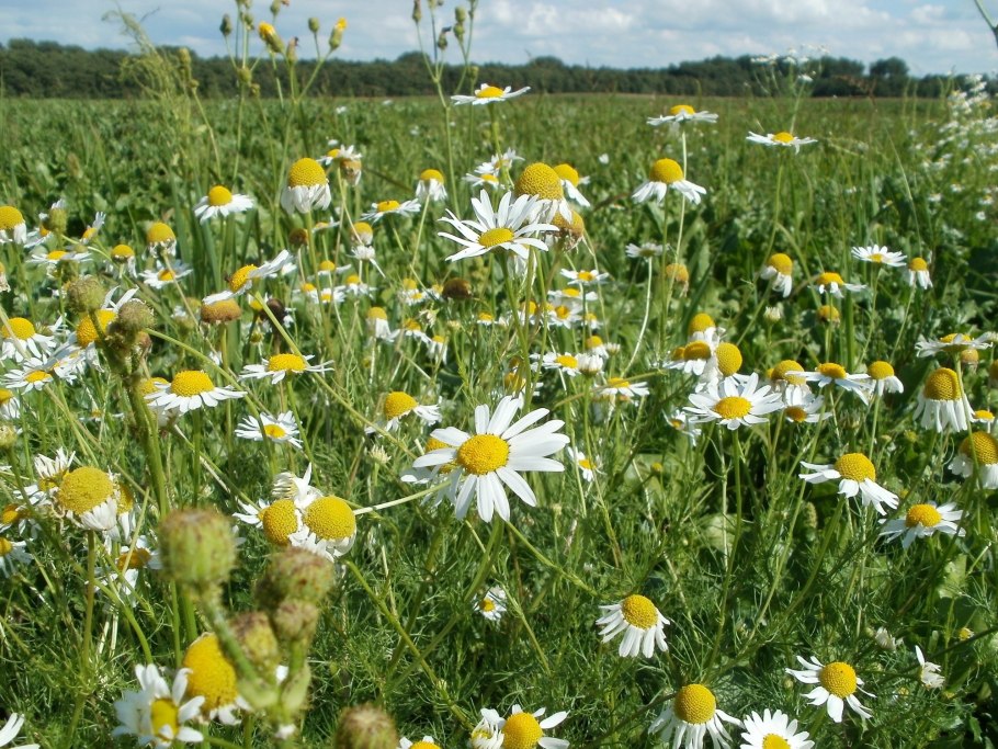 Река зеленая трава фильтры