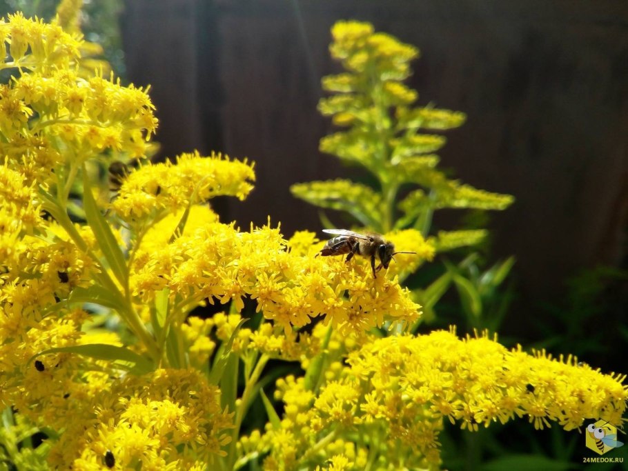 Золотарник Сибирский