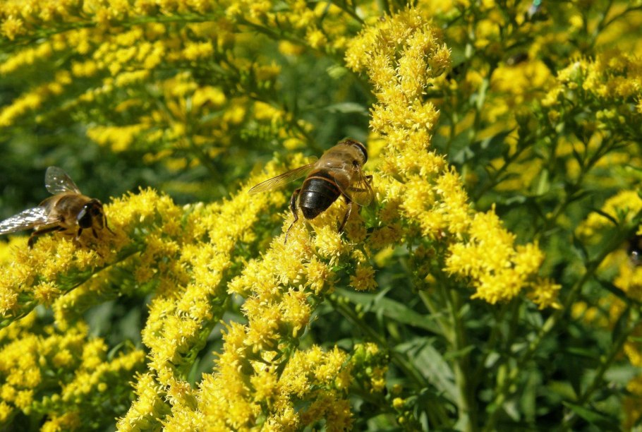 Золотарник Даурский