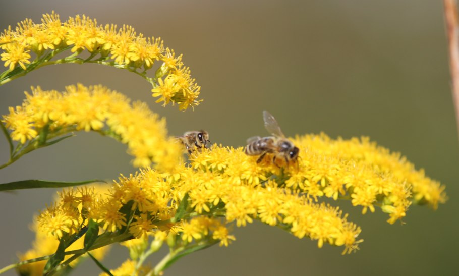 Пчела на золотарнике