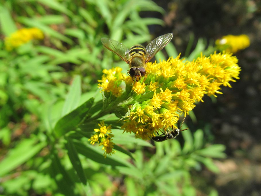 Золотарник для пасеки