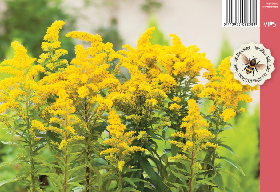 Золотарник гигантский