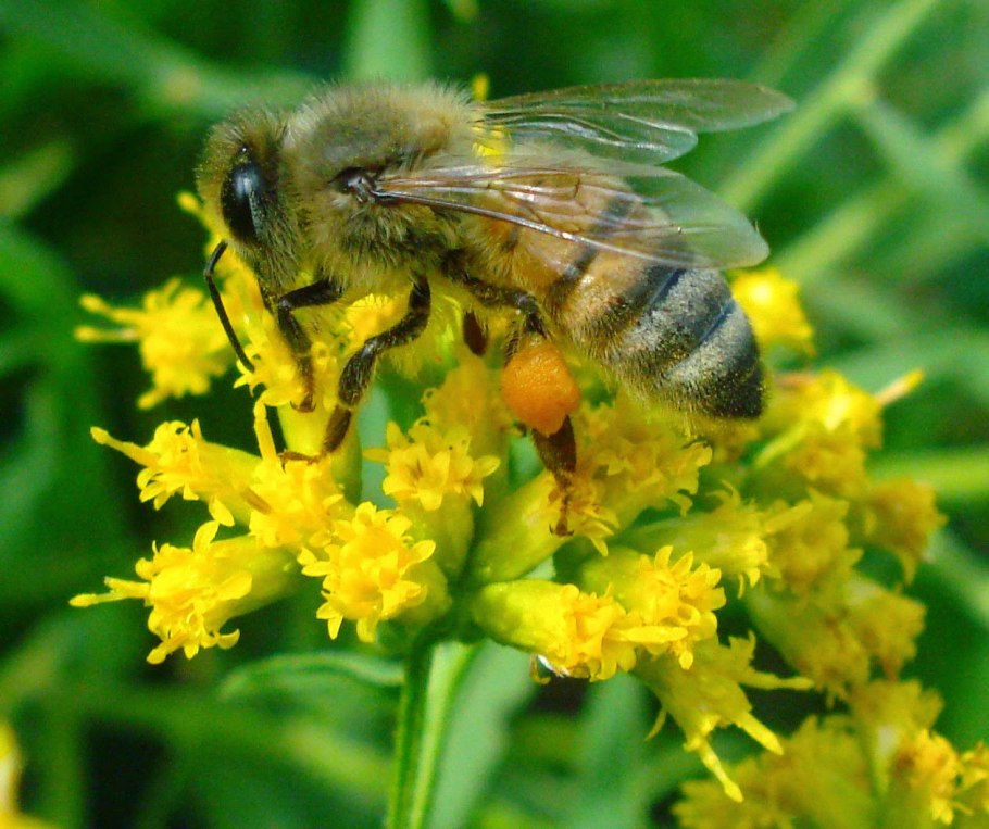 Kentucky State Flower Goldenrod