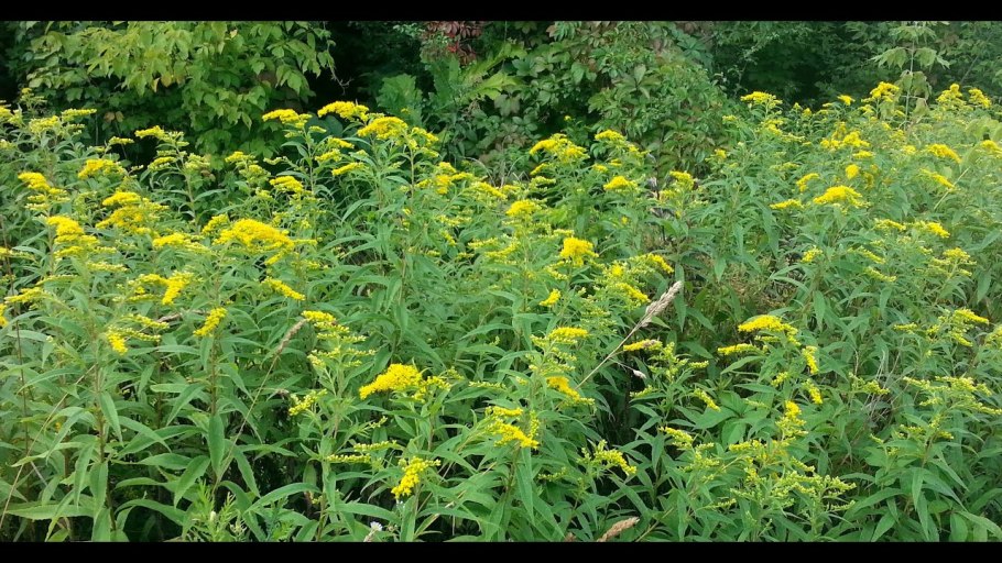 Золотарник канадский откуда завезли в Россию