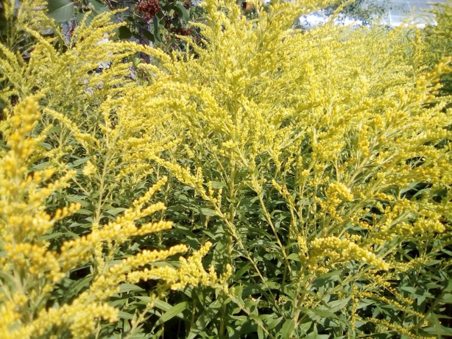 Инвазивные растения Ленинградской области