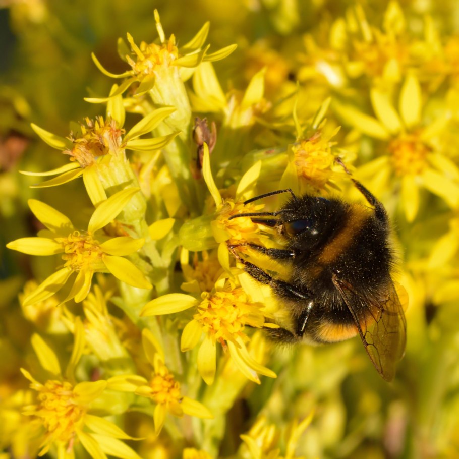 Солидаго Sol/0304 желтый