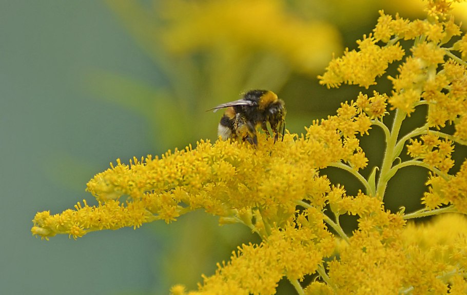 Медопродуктивность золотарника