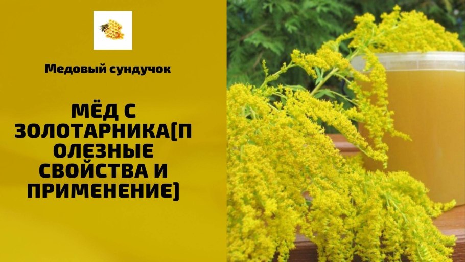 Золотарник мед