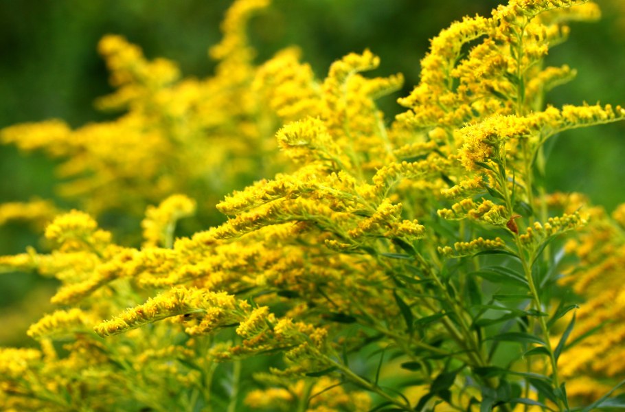 Золотарник Solidago hybride Strahlenkrone