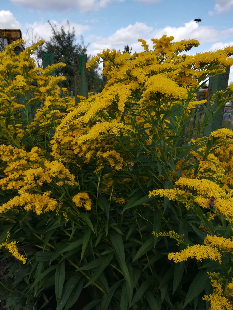 Инвазивный сорняк