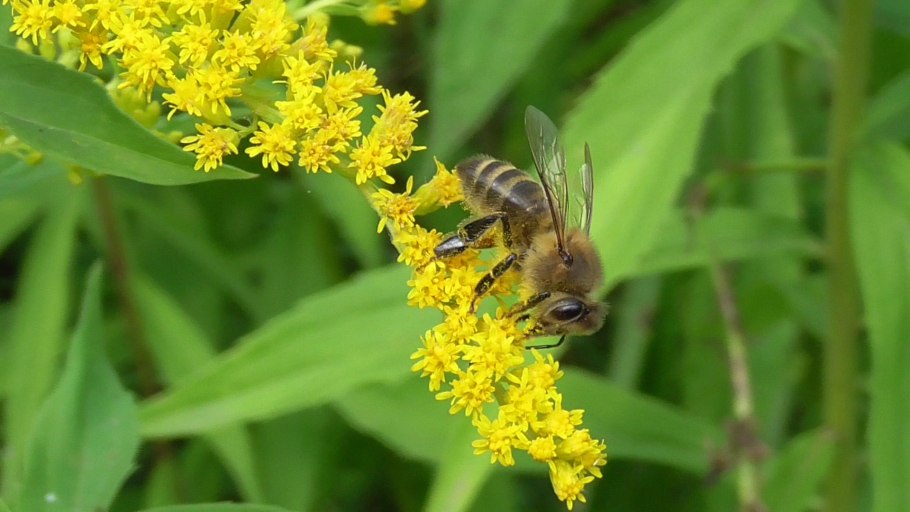 Медопродуктивность золотарника