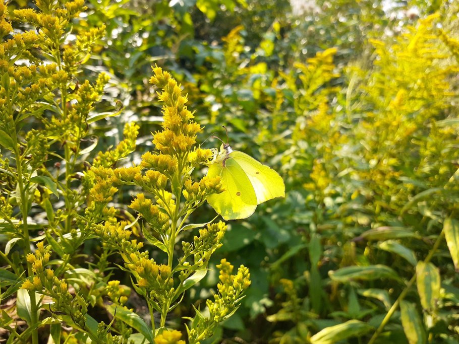 Золотарник Goldkind