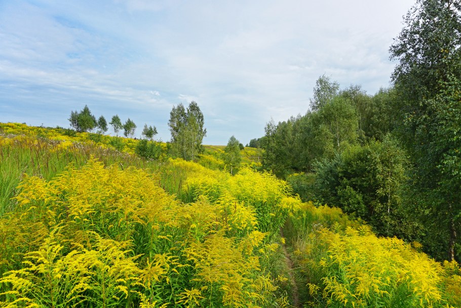 Золотарник Польща