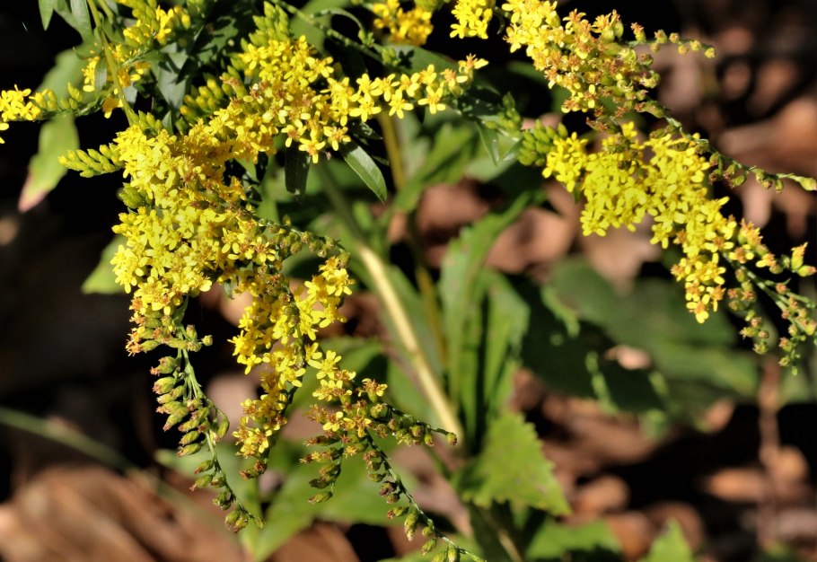 Solidago gigantea