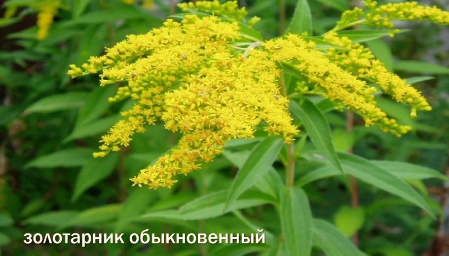 Растение канадский золотарник