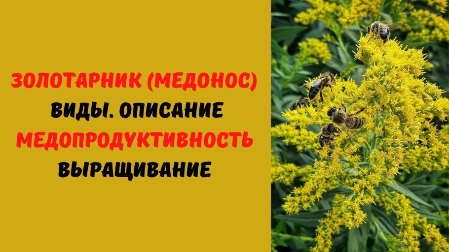 Золотарник медонос медопродуктивность