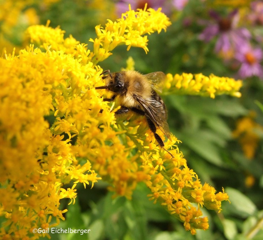 Растение золотарник обыкновенный
